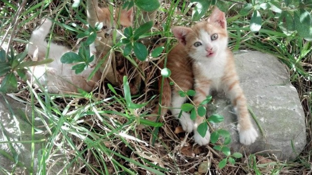 波兰乒乓队的未来：从青训到世界舞台的全面布局，波兰乒乓球国家队