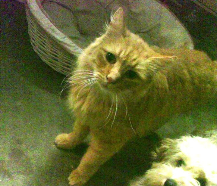 新兴足球联赛崛起,挑战传统强队格局,新兴足球俱乐部